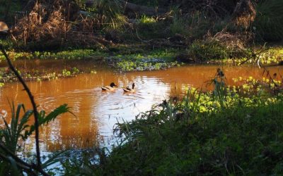 World Rivers Day – donate now