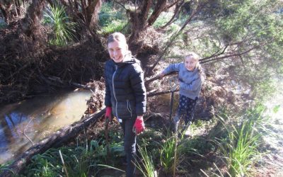 The Brownies are Back