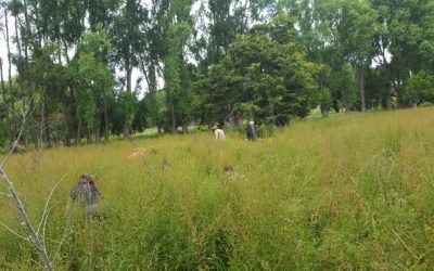 Last working bee for 2018!