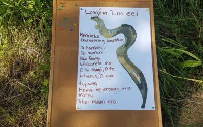 Kiwi Conservation Club