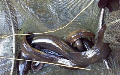 Eels, snails and kokopu