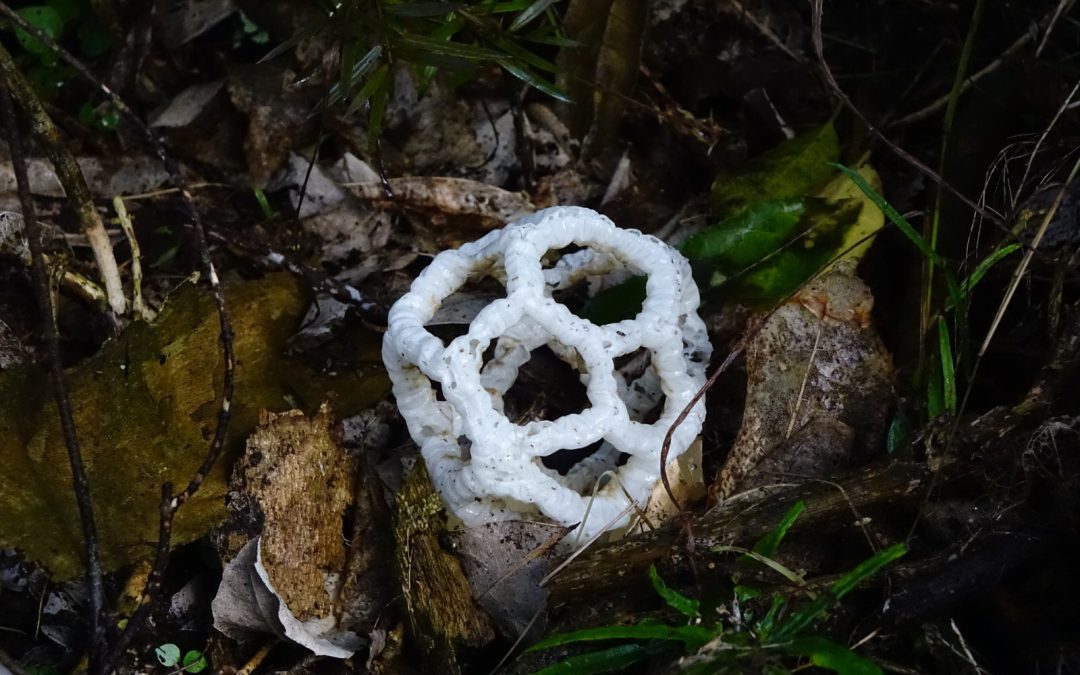 Species Spotlights: Fungi