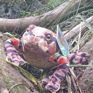Pekeketua / Archey’s Frog Soft Toy