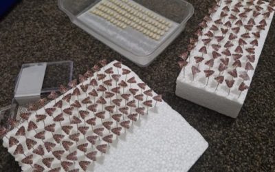 Dan Borja – moths camouflage research